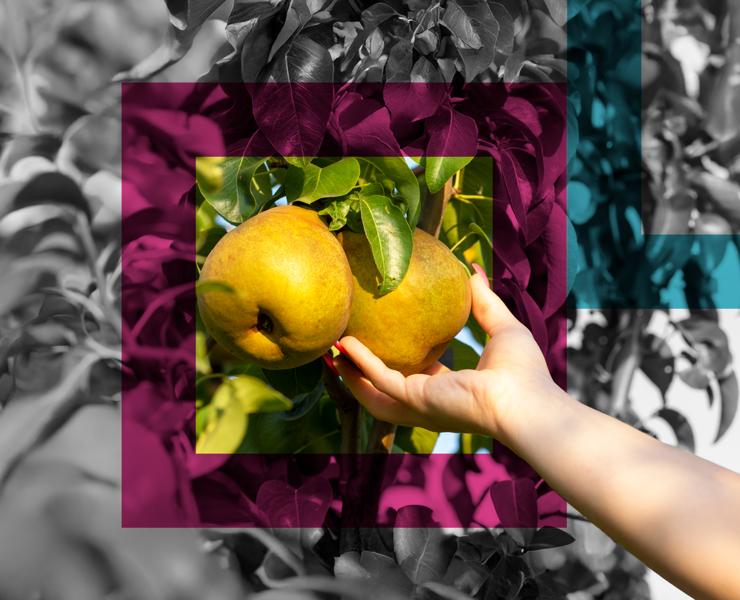 https://brandportal.ideagen.com/asset/7152b567-7a1d-4fb5-899f-65d2c512537e/thumbnail/webimage-SINGLE-IMAGE_fruit-harvest-pears_aug25