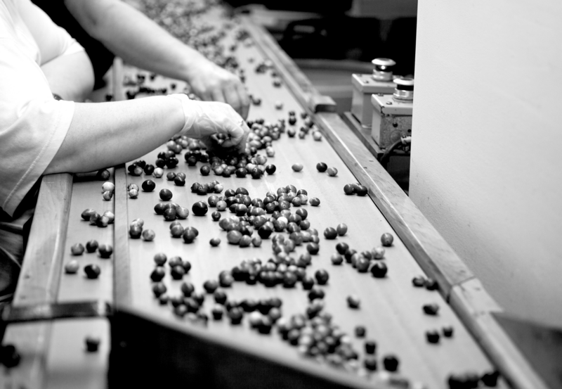 SINGLE-IMAGE_fruit-being-sorted-on-conveyor_nov23